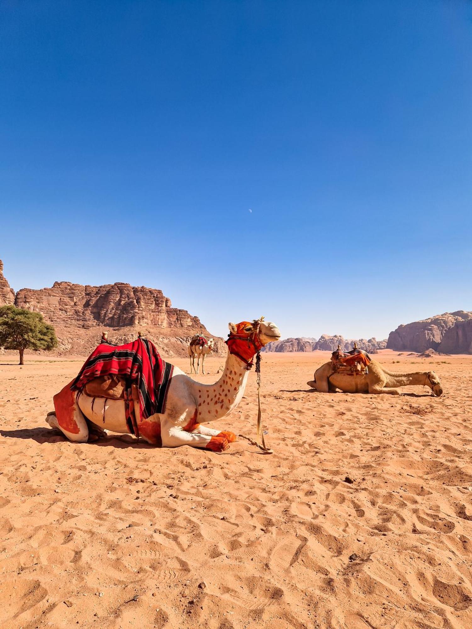 Star City Camp Wadirum Wadi Rum Exterior foto